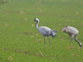 Common Crane