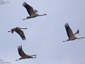 Common Crane