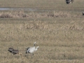 Common Crane