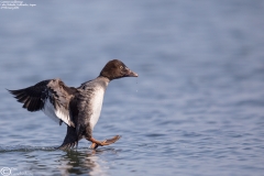 Common Goldeneye