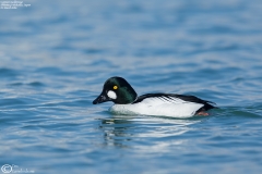 Common Goldeneye