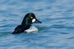 Common Goldeneye
