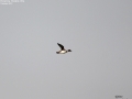 Common Goldeneye
