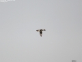 Common Goldeneye