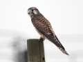 Common Kestrel
