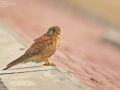 Common Kestrel