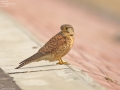 Common Kestrel