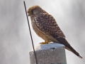 Common Kestrel