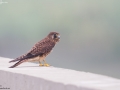 Common Kestrel
