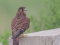 Common Kestrel