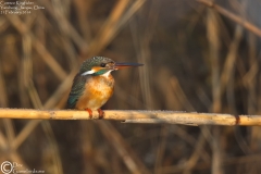 Common Kingfisher