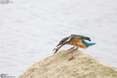 Common Kingfisher