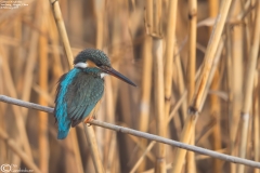 Common Kingfisher