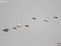 Common Pochard