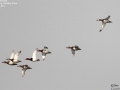 Common Pochard