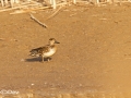 Common Teal