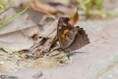 Common Beak