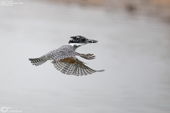 Crested Kingfisher