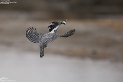 Crested Kingfisher