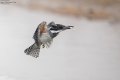 Crested Kingfisher