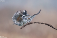 Crested Kingfisher