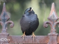 Crested Myna