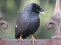 Crested Myna