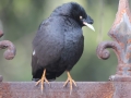 Crested Myna