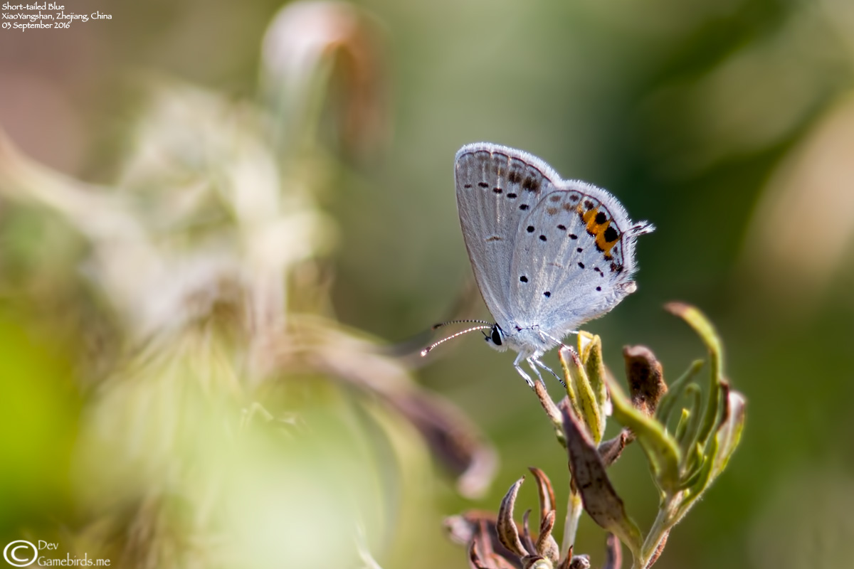 2 Photos<br />Common Name : Short-tailed Blue or Tailed Cupid
