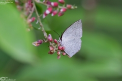 Curetis acuta