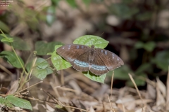 Cynitia whiteheadi