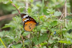 Danaus chrysippus