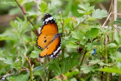 Danaus chrysippus