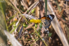 Danaus genutia