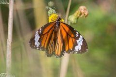 Danaus genutia