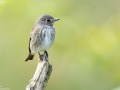 Dark-sided Flycatcher