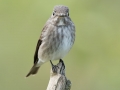 Dark-sided Flycatcher