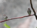 Dark-sided Flycatcher