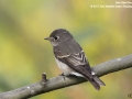 Dark-sided Flycatcher