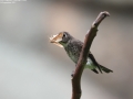 Dark-sided Flycatcher