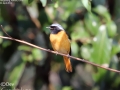 Daurian Redstart