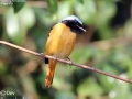 Daurian Redstart