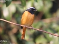 Daurian Redstart