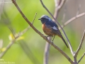 Daurian Redstart