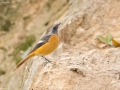 Daurian Redstart