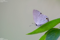 Deudorix rapaloides