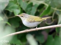 Eastern Crowned Warbler