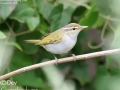 Eastern Crowned Warbler