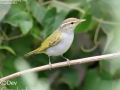 Eastern Crowned Warbler