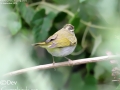 Eastern Crowned Warbler